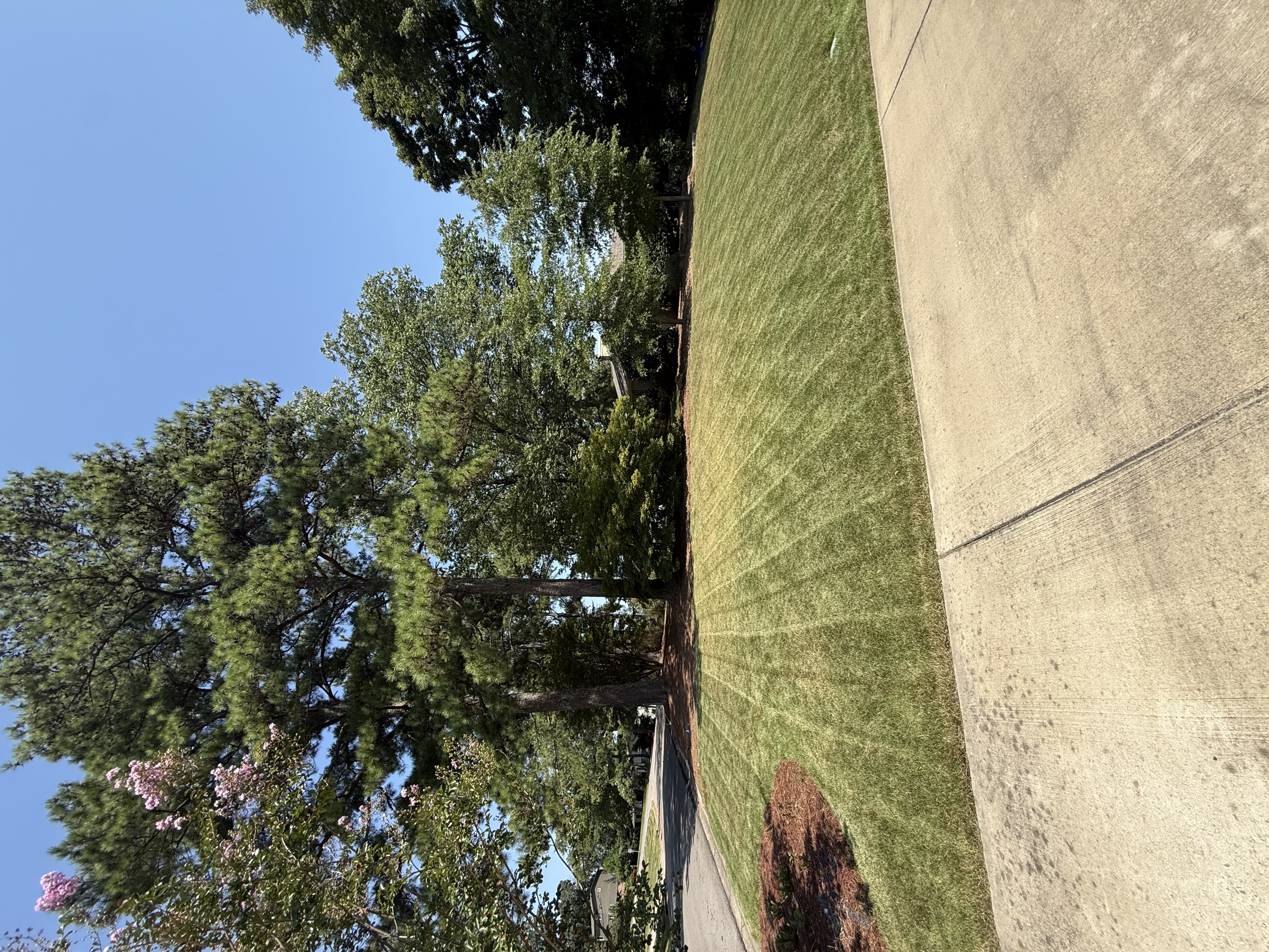 Freshly mowed residential lawn with clean striping