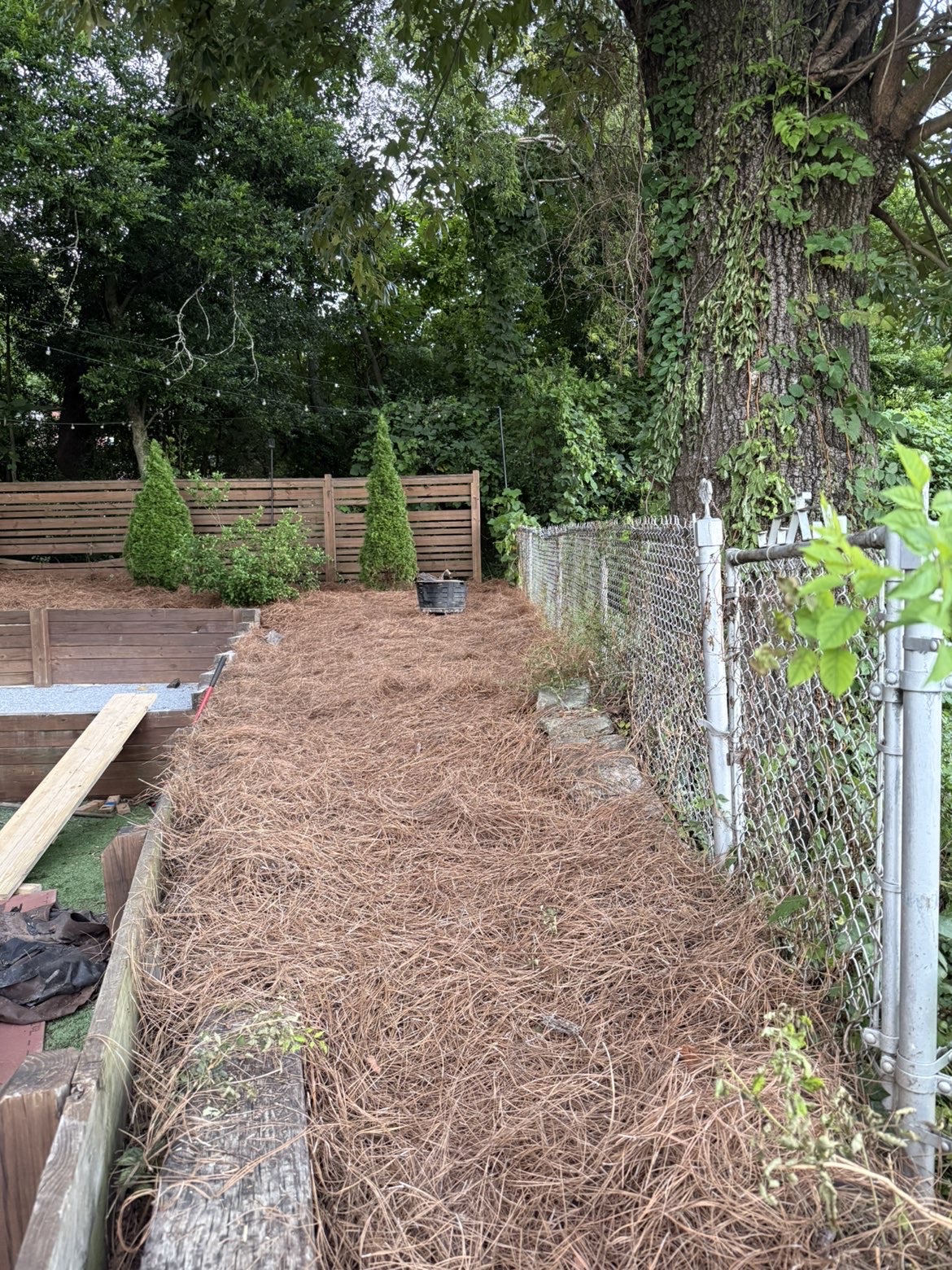 Clean residential side border finished with fresh pine straw