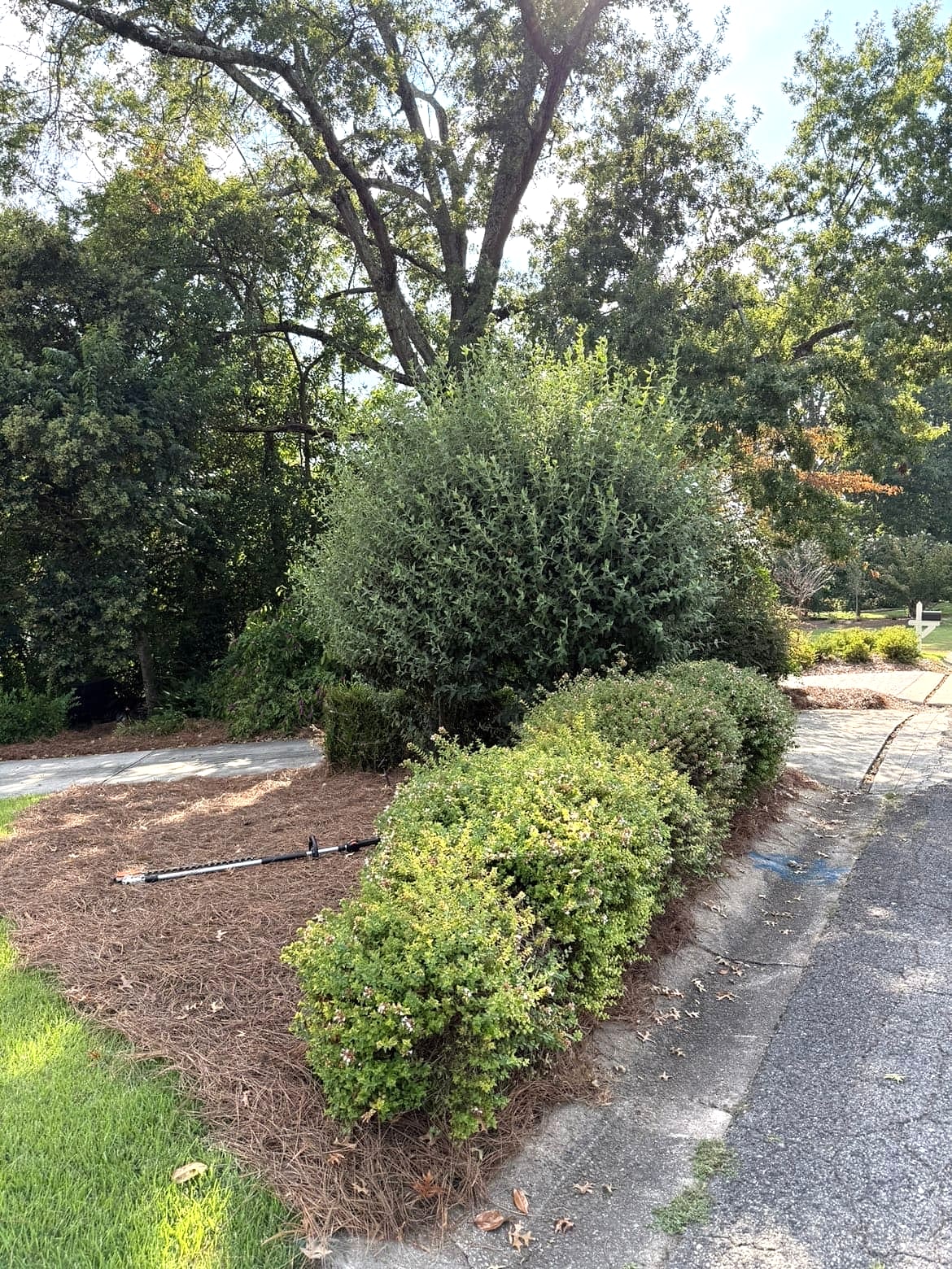 Large shrub before trimming